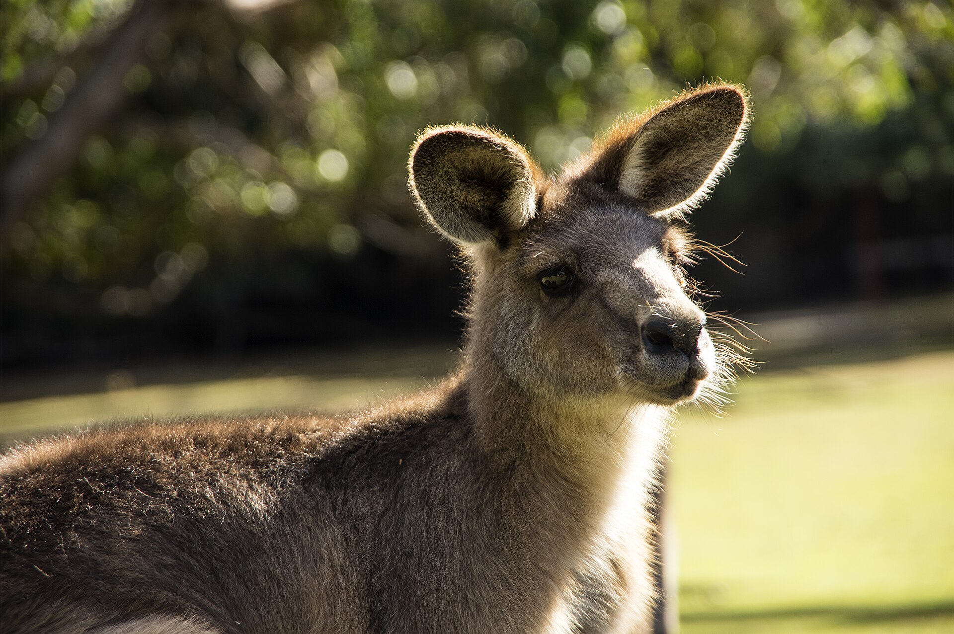 Tasmania Embraces New Urban Spaces and Green Initiatives, And Locals Are Thrilled