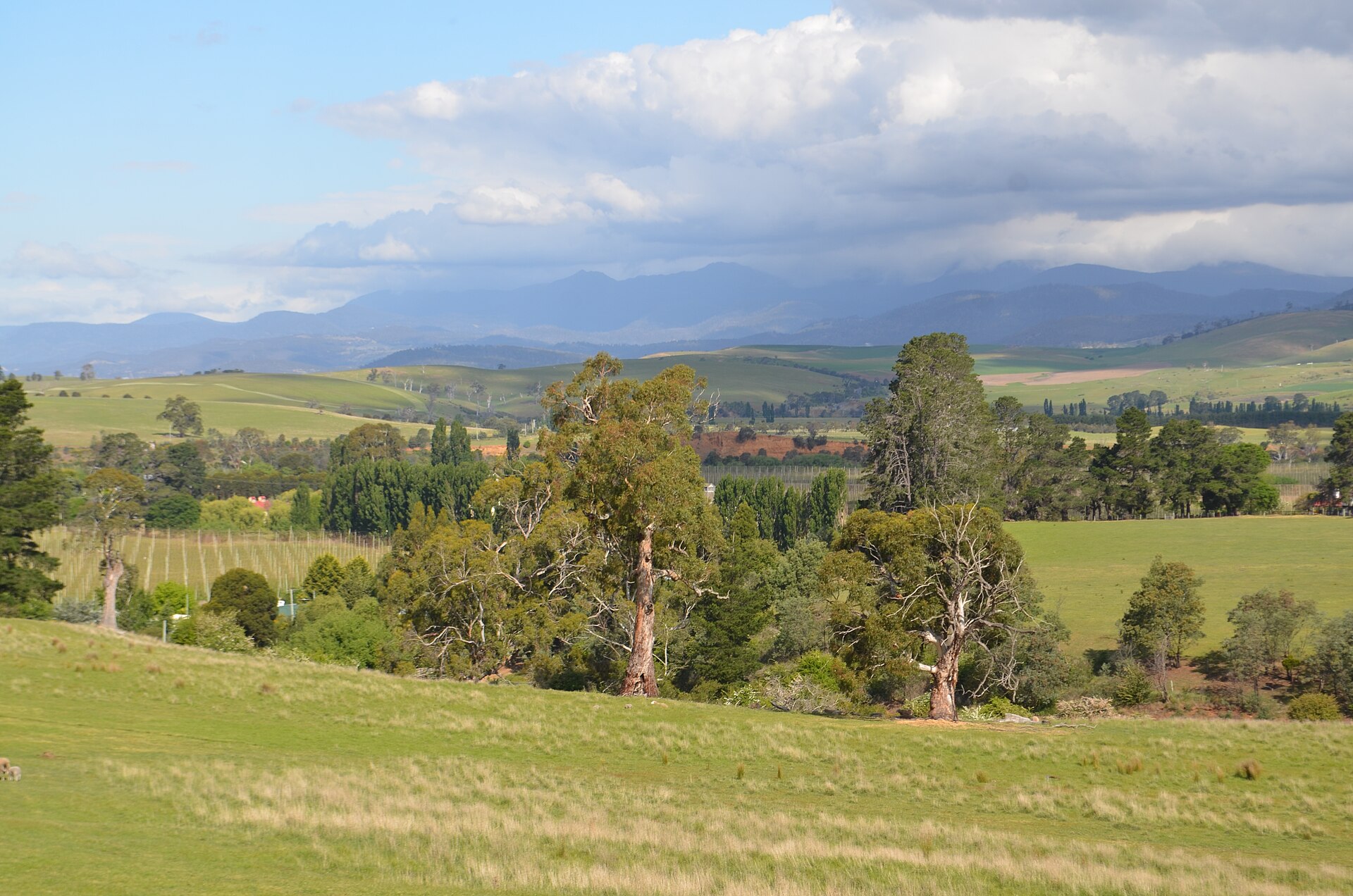 The Science Behind Tasmania's Cold-Air Wellness Movement: What the Research Actually Shows