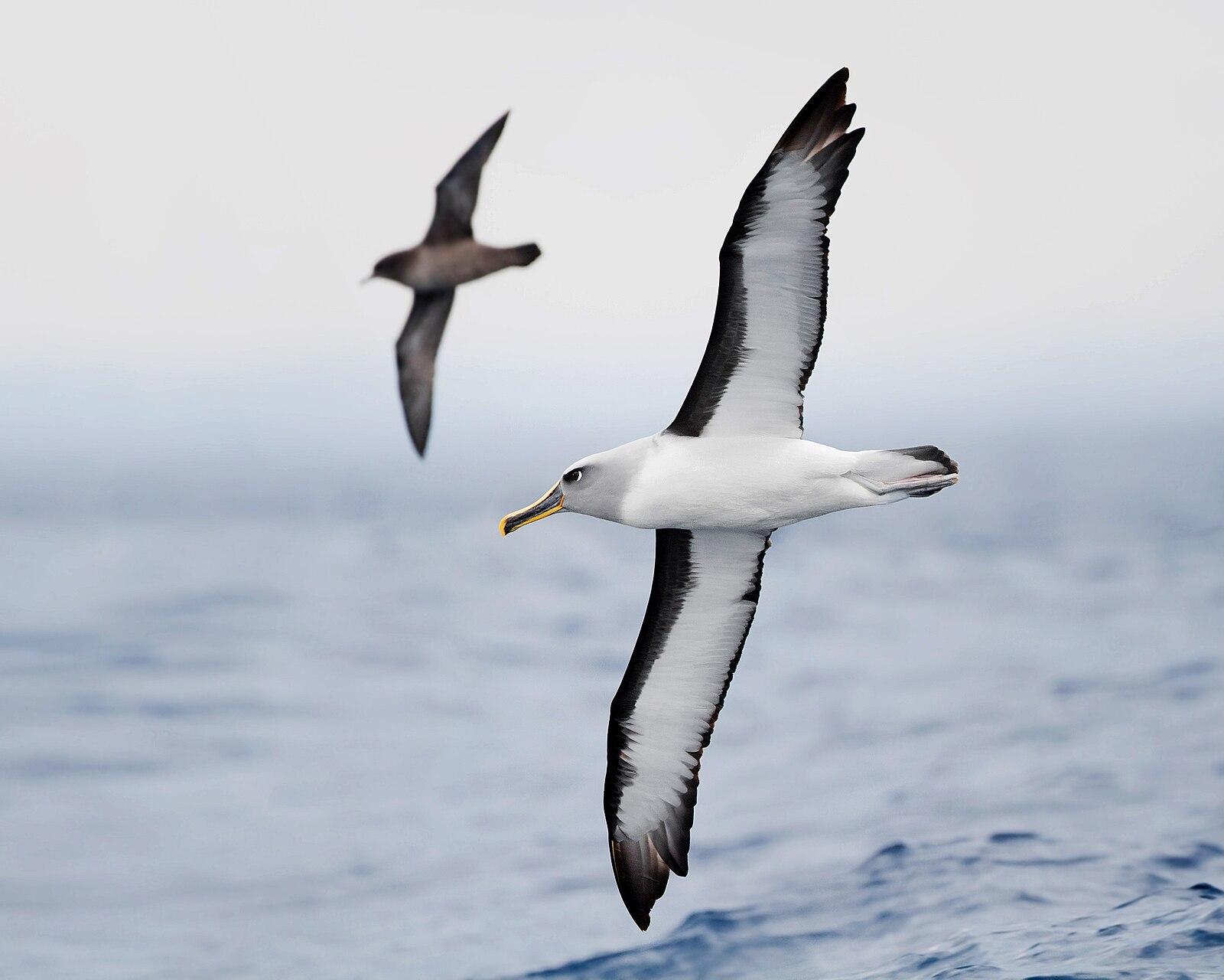 Thalassarche bulleri in flight 1 SE Tasmania