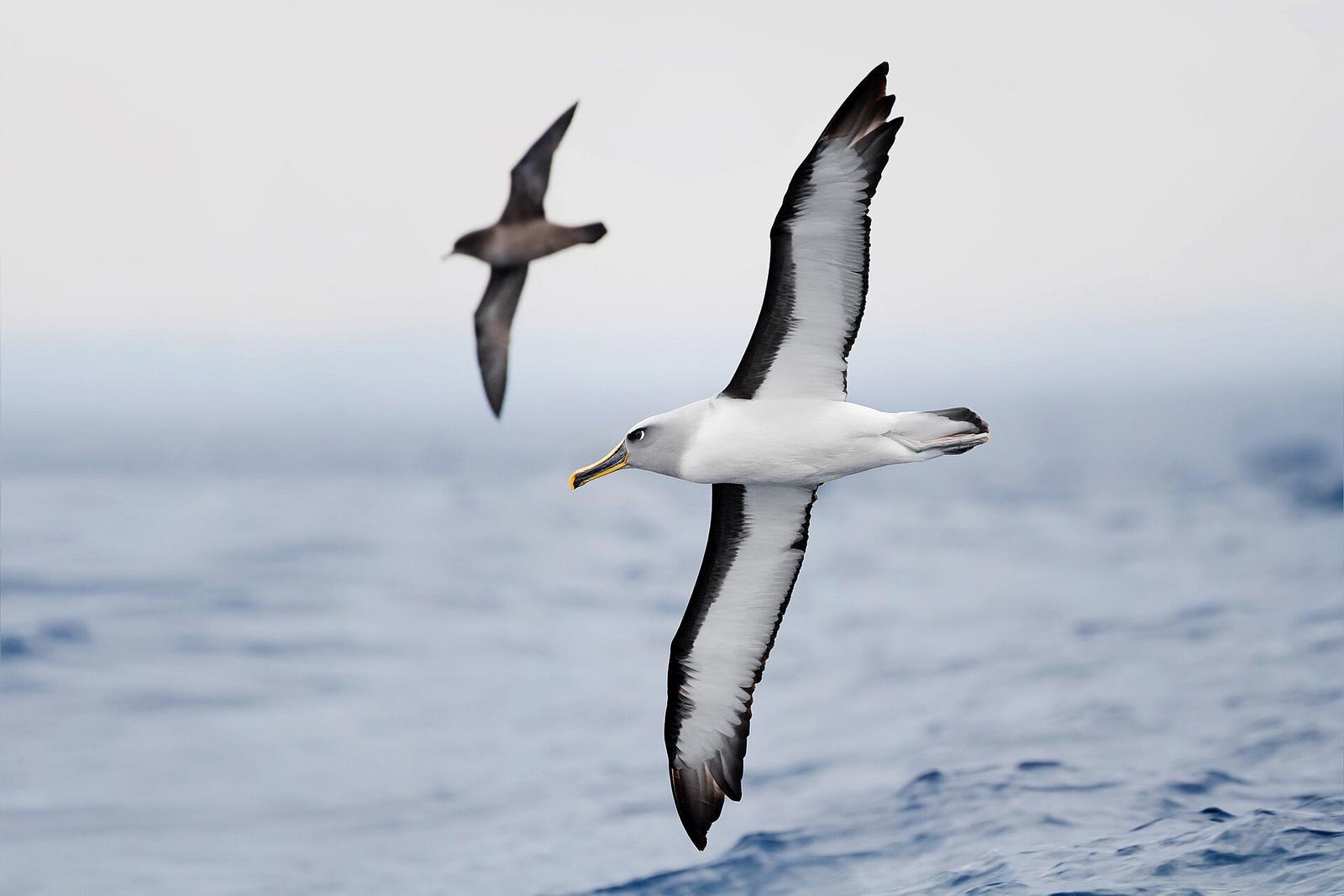 Thalassarche bulleri in flight 1 SE Tasmania