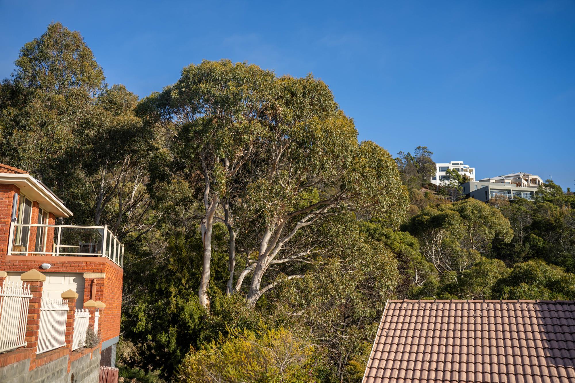 Tasmania’s Soaring Property Prices: What’s Driving the Market and What Buyers Need to Know Now