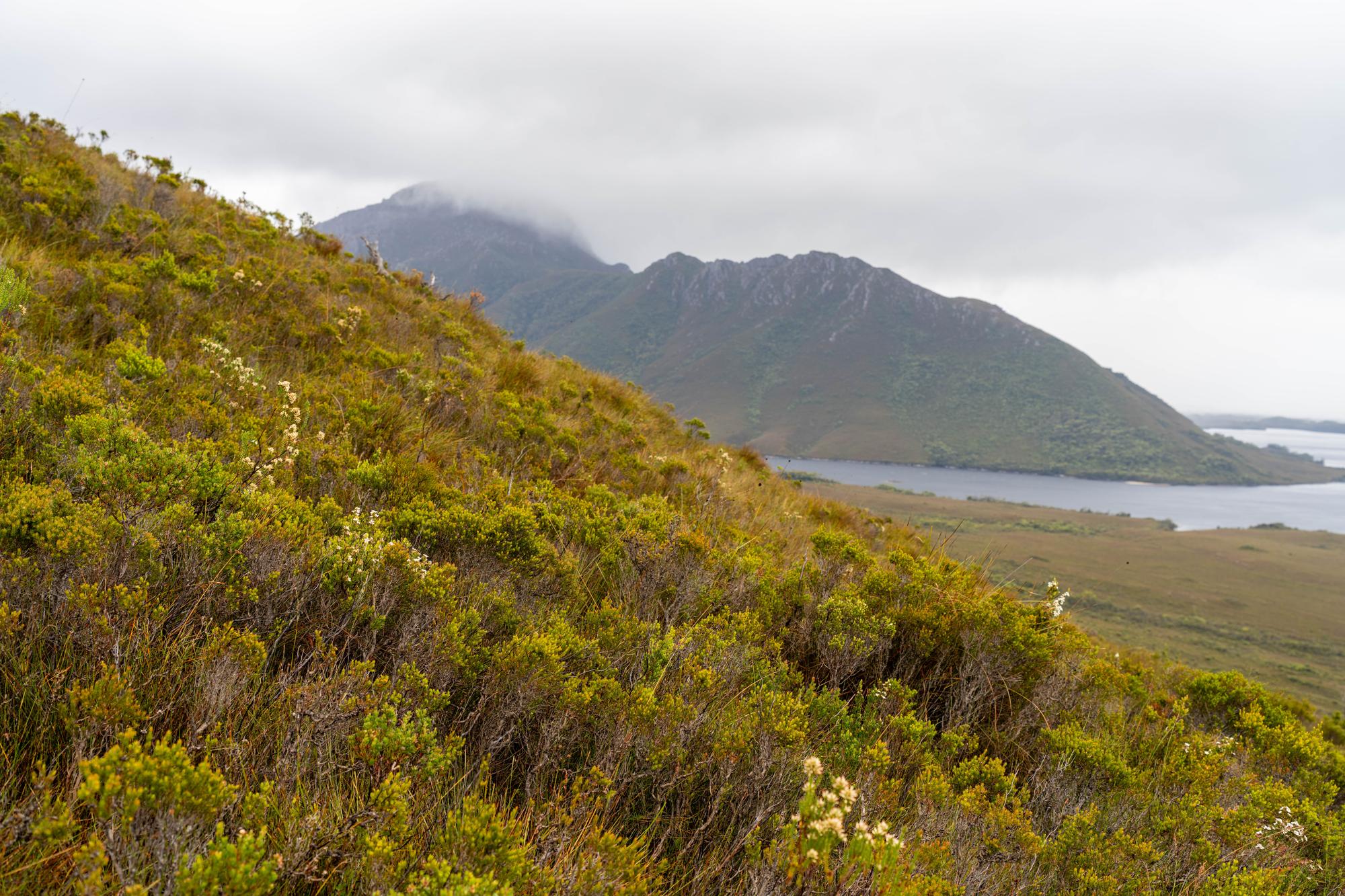 Fencing in Tasmania 2026, Colorbond Fence and Timber Fence Installation Costs, and How to Find a Reliable Fencer Near You